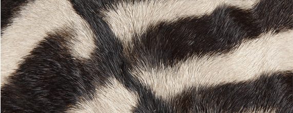Zebra Hide